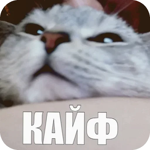🔝 Стикер «Yuki» для Telegram