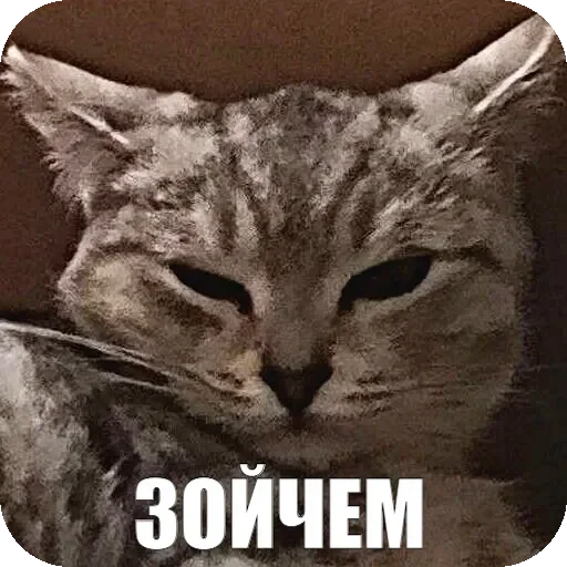 🤨 Стикер «Yuki» для Telegram