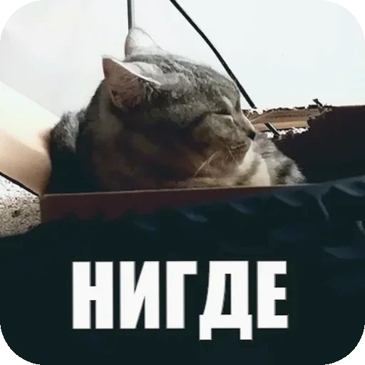 🫥 Стикер «Yuki» для Telegram