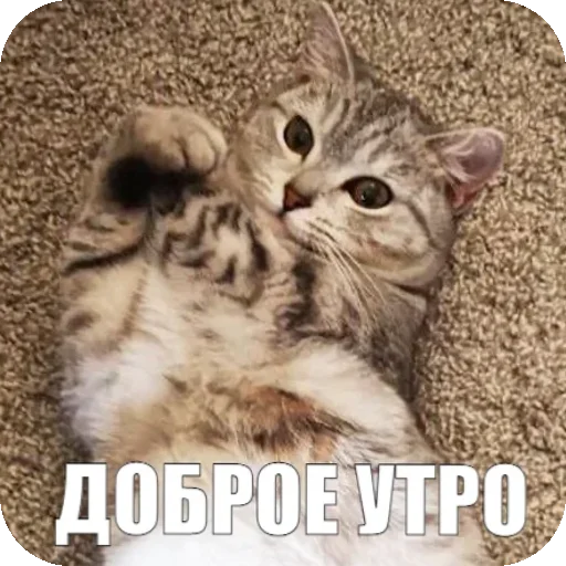 ☀ Стикер «Yuki» для Telegram