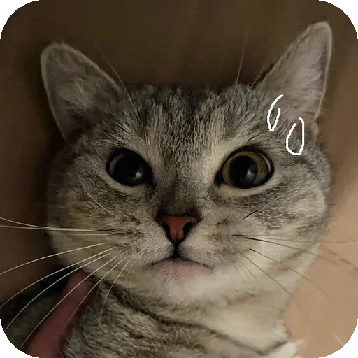 😕 Стикер «Yuki» для Telegram