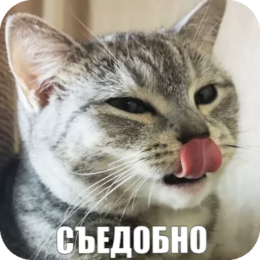 😋 Стикер «Yuki» для Telegram