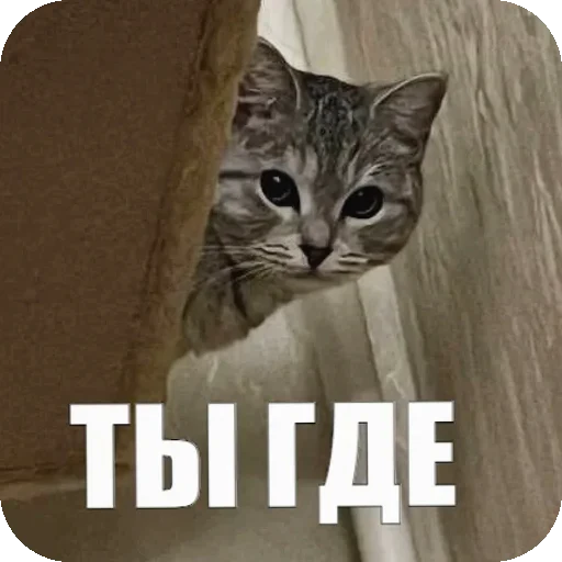 👽 Стикер «Yuki» для Telegram