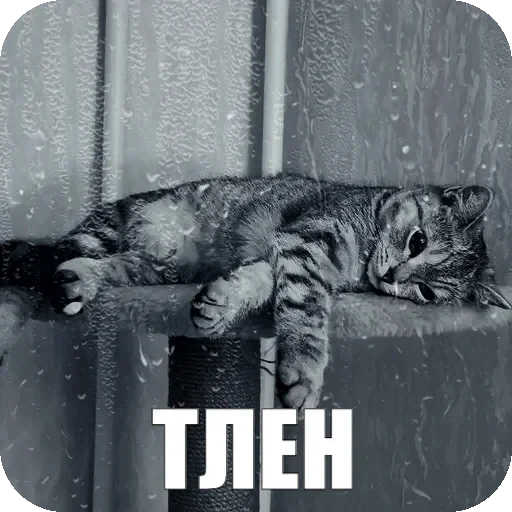 😔 Стикер «Yuki» для Telegram