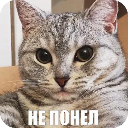 😐 Стикер «Yuki» для Telegram