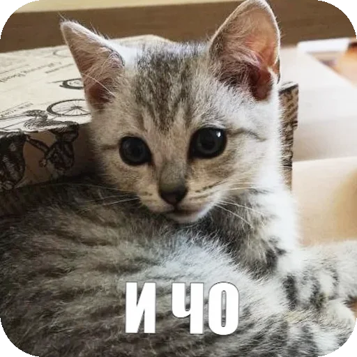 😎 Стикер «Yuki» для Telegram