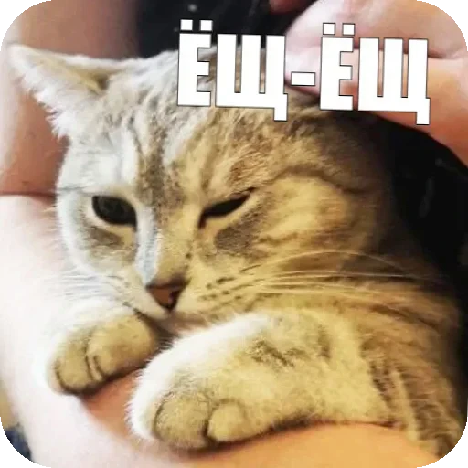 🥺 Стикер «Yuki» для Telegram