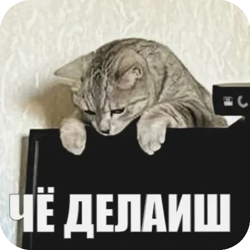 🦥 Стикер «Yuki» для Telegram