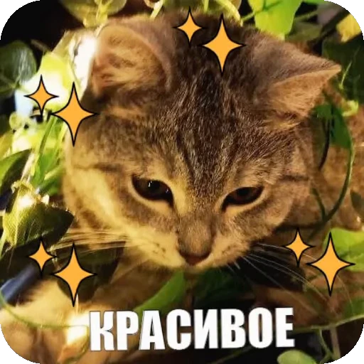 😍 Стикер «Yuki» для Telegram