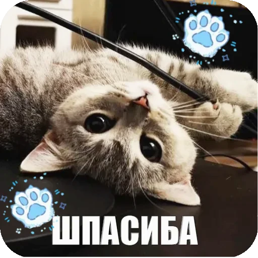 😌 Стикер «Yuki» для Telegram