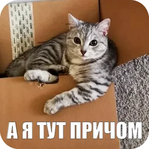 🫤 Стикер «Yuki» для Telegram