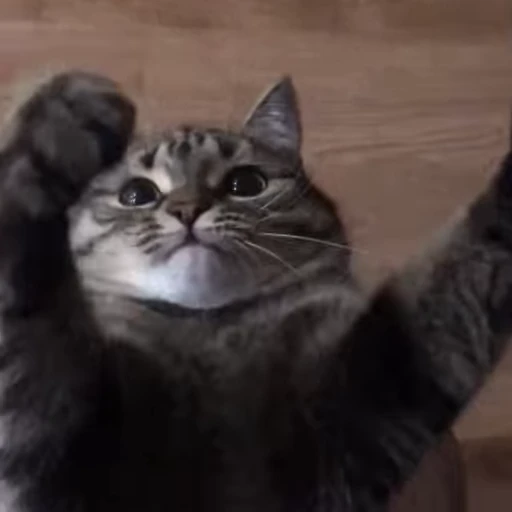 😸 Стикер «Юми» для Telegram