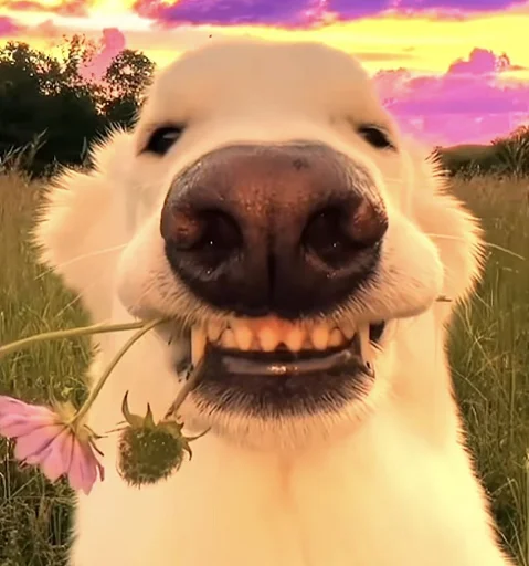 🐶 Стикер «Ð§ÐÐ "ÐÐ²ÐµÑÐ¸Ð½ÐµÑ"» для Telegram