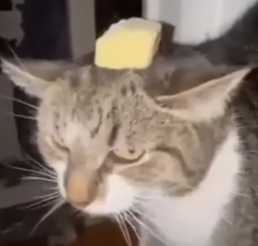 😾 Стикер «Ð§ÐÐ "ÐÐ²ÐµÑÐ¸Ð½ÐµÑ"» для Telegram