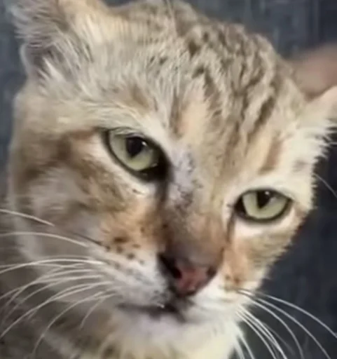 😾 Стикер «Ð§ÐÐ "ÐÐ²ÐµÑÐ¸Ð½ÐµÑ"» для Telegram