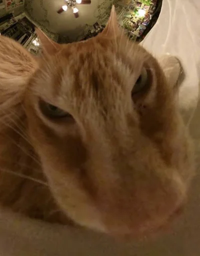 😾 Стикер «Ð§ÐÐ "ÐÐ²ÐµÑÐ¸Ð½ÐµÑ"» для Telegram