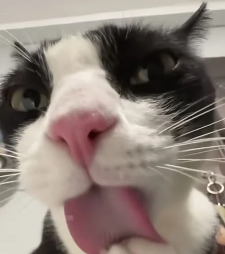 😽 Стикер «Ð§ÐÐ "ÐÐ²ÐµÑÐ¸Ð½ÐµÑ"» для Telegram
