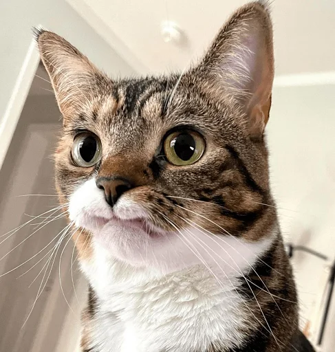 😾 Стикер «Ð§ÐÐ "ÐÐ²ÐµÑÐ¸Ð½ÐµÑ"» для Telegram