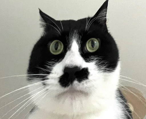 😺 Стикер «Ð§ÐÐ "ÐÐ²ÐµÑÐ¸Ð½ÐµÑ"» для Telegram