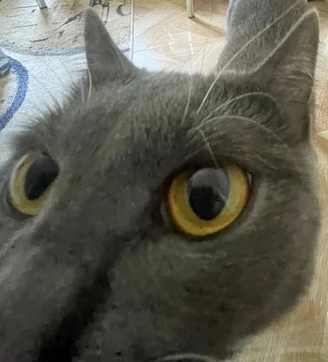 😺 Стикер «Ð§ÐÐ "ÐÐ²ÐµÑÐ¸Ð½ÐµÑ"» для Telegram