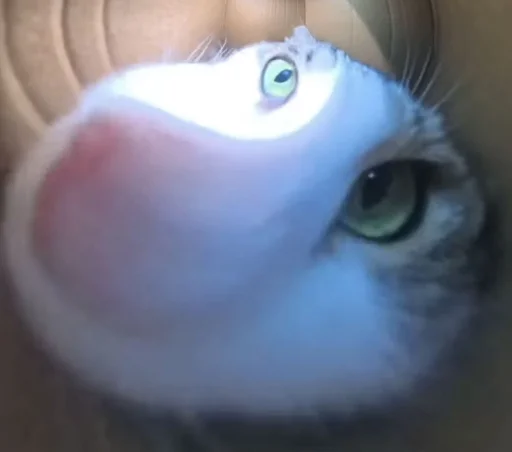 😺 Стикер «Ð§ÐÐ "ÐÐ²ÐµÑÐ¸Ð½ÐµÑ"» для Telegram