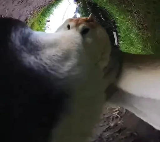 🐶 Стикер «Ð§ÐÐ "ÐÐ²ÐµÑÐ¸Ð½ÐµÑ"» для Telegram