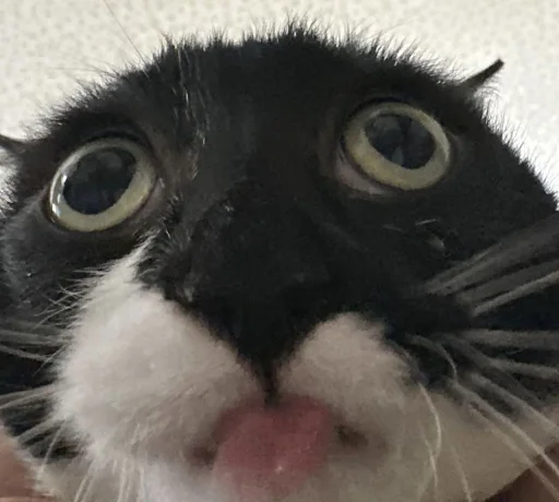 😽 Стикер «Ð§ÐÐ "ÐÐ²ÐµÑÐ¸Ð½ÐµÑ"» для Telegram