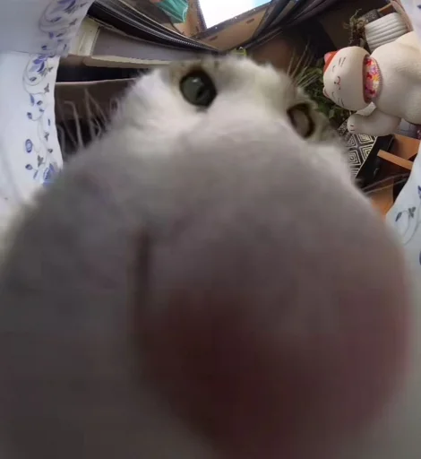 😺 Стикер «Ð§ÐÐ "ÐÐ²ÐµÑÐ¸Ð½ÐµÑ"» для Telegram