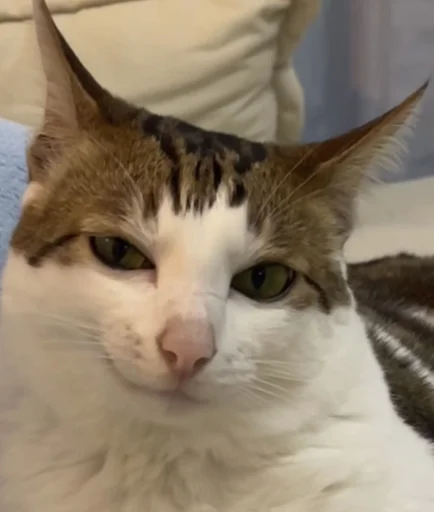 😼 Стикер «Ð§ÐÐ "ÐÐ²ÐµÑÐ¸Ð½ÐµÑ"» для Telegram