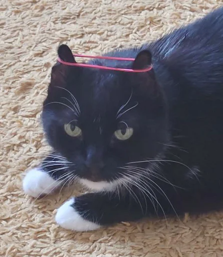 😺 Стикер «Ð§ÐÐ "ÐÐ²ÐµÑÐ¸Ð½ÐµÑ"» для Telegram
