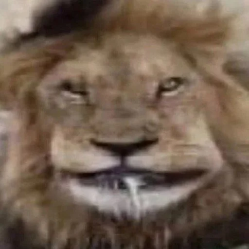 🦁 Стикер «Ð§ÐÐ "ÐÐ²ÐµÑÐ¸Ð½ÐµÑ"» для Telegram