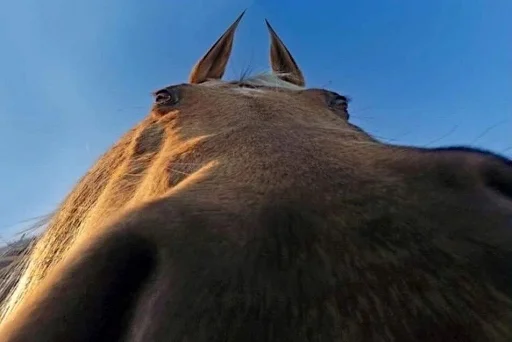 🐎 Стикер «Ð§ÐÐ "ÐÐ²ÐµÑÐ¸Ð½ÐµÑ"» для Telegram