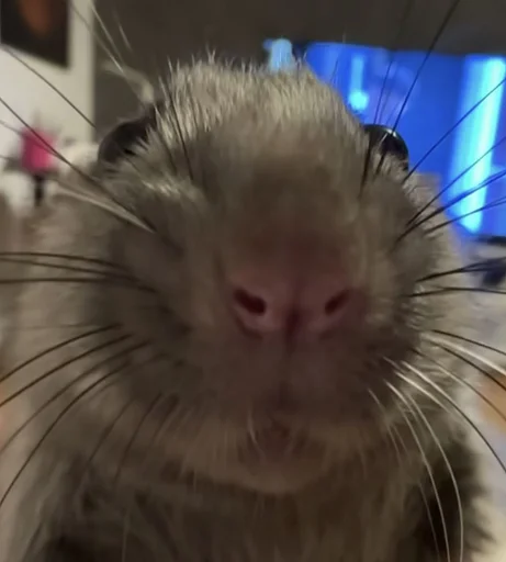 🐭 Стикер «Ð§ÐÐ "ÐÐ²ÐµÑÐ¸Ð½ÐµÑ"» для Telegram