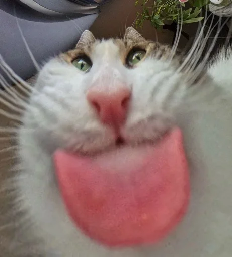 😽 Стикер «Ð§ÐÐ "ÐÐ²ÐµÑÐ¸Ð½ÐµÑ"» для Telegram