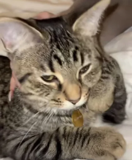 😿 Стикер «Ð§ÐÐ "ÐÐ²ÐµÑÐ¸Ð½ÐµÑ"» для Telegram