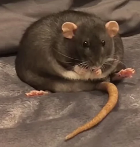 🐭 Стикер «Ð§ÐÐ "ÐÐ²ÐµÑÐ¸Ð½ÐµÑ"» для Telegram