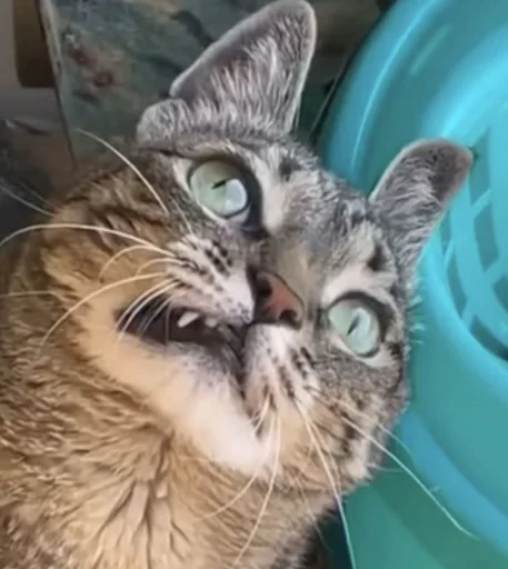 😸 Стикер «Ð§ÐÐ "ÐÐ²ÐµÑÐ¸Ð½ÐµÑ"» для Telegram