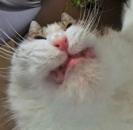 😾 Стикер «Ð§ÐÐ "ÐÐ²ÐµÑÐ¸Ð½ÐµÑ"» для Telegram