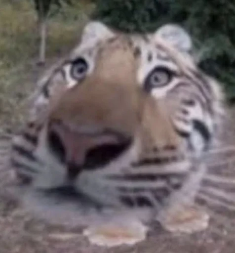 🐅 Стикер «Ð§ÐÐ "ÐÐ²ÐµÑÐ¸Ð½ÐµÑ"» для Telegram