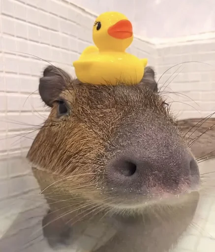 🐤 Стикер «Ð§ÐÐ "ÐÐ²ÐµÑÐ¸Ð½ÐµÑ"» для Telegram