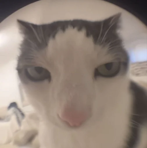 😾 Стикер «Ð§ÐÐ "ÐÐ²ÐµÑÐ¸Ð½ÐµÑ"» для Telegram