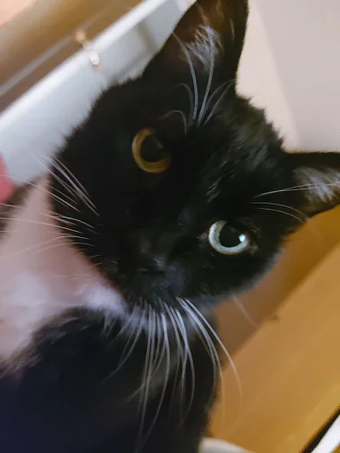 😺 Стикер «Ð§ÐÐ "ÐÐ²ÐµÑÐ¸Ð½ÐµÑ"» для Telegram