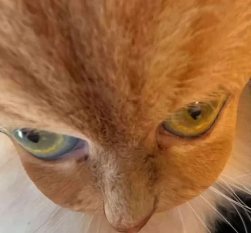 😾 Стикер «Ð§ÐÐ "ÐÐ²ÐµÑÐ¸Ð½ÐµÑ"» для Telegram