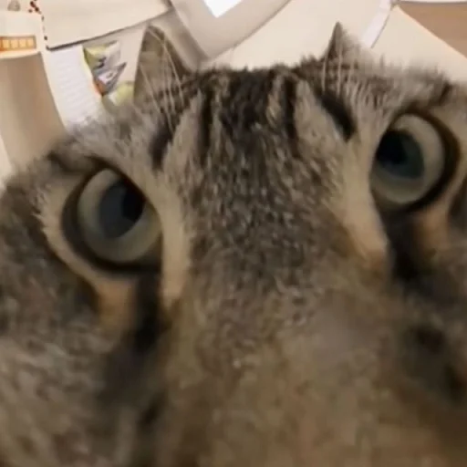 😺 Стикер «Ð§ÐÐ "ÐÐ²ÐµÑÐ¸Ð½ÐµÑ"» для Telegram