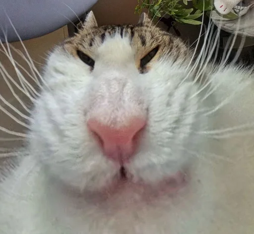 😸 Стикер «Ð§ÐÐ "ÐÐ²ÐµÑÐ¸Ð½ÐµÑ"» для Telegram