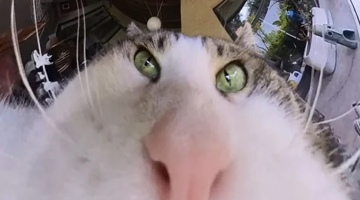 😺 Стикер «Ð§ÐÐ "ÐÐ²ÐµÑÐ¸Ð½ÐµÑ"» для Telegram