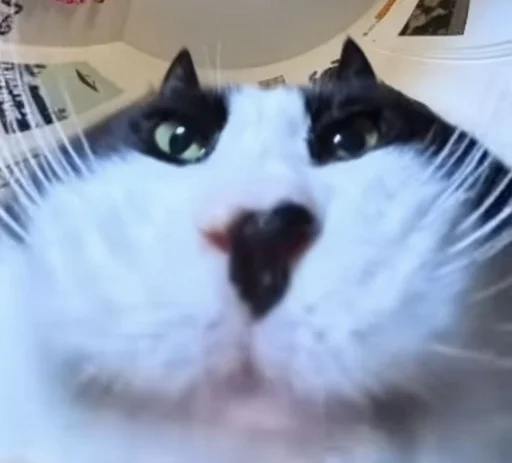 😺 Стикер «Ð§ÐÐ "ÐÐ²ÐµÑÐ¸Ð½ÐµÑ"» для Telegram