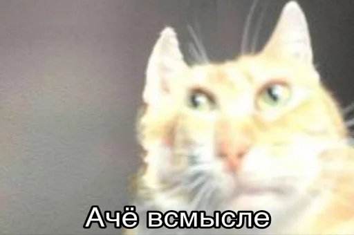 🤨 Стикер «Зачем писать?» для Telegram