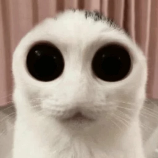 🥺 Стикер «Zaga на каждый день» для Telegram