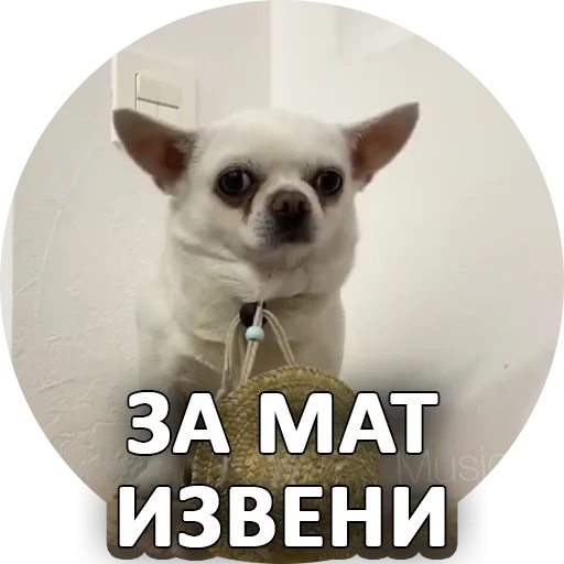 😉 Стикер «За мат извини» для Telegram
